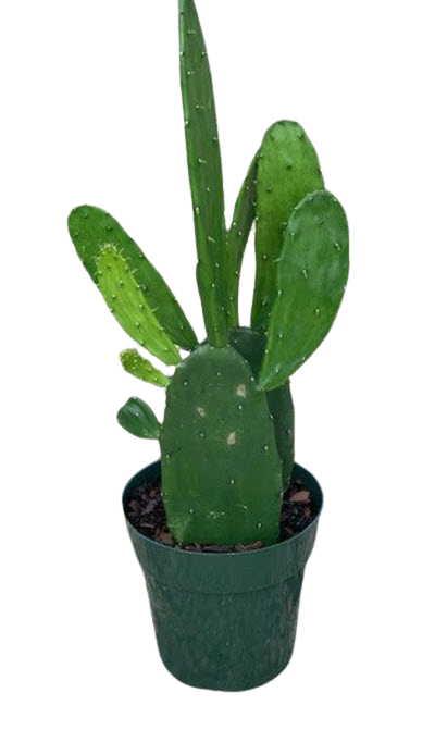 Prickly Pear Green Opuntia Cactus